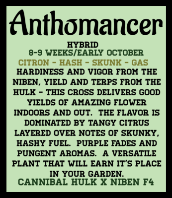 Anthomancer (6 Feminized Seeds)