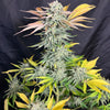 Blackberry Fizz (6 Feminized Seeds)