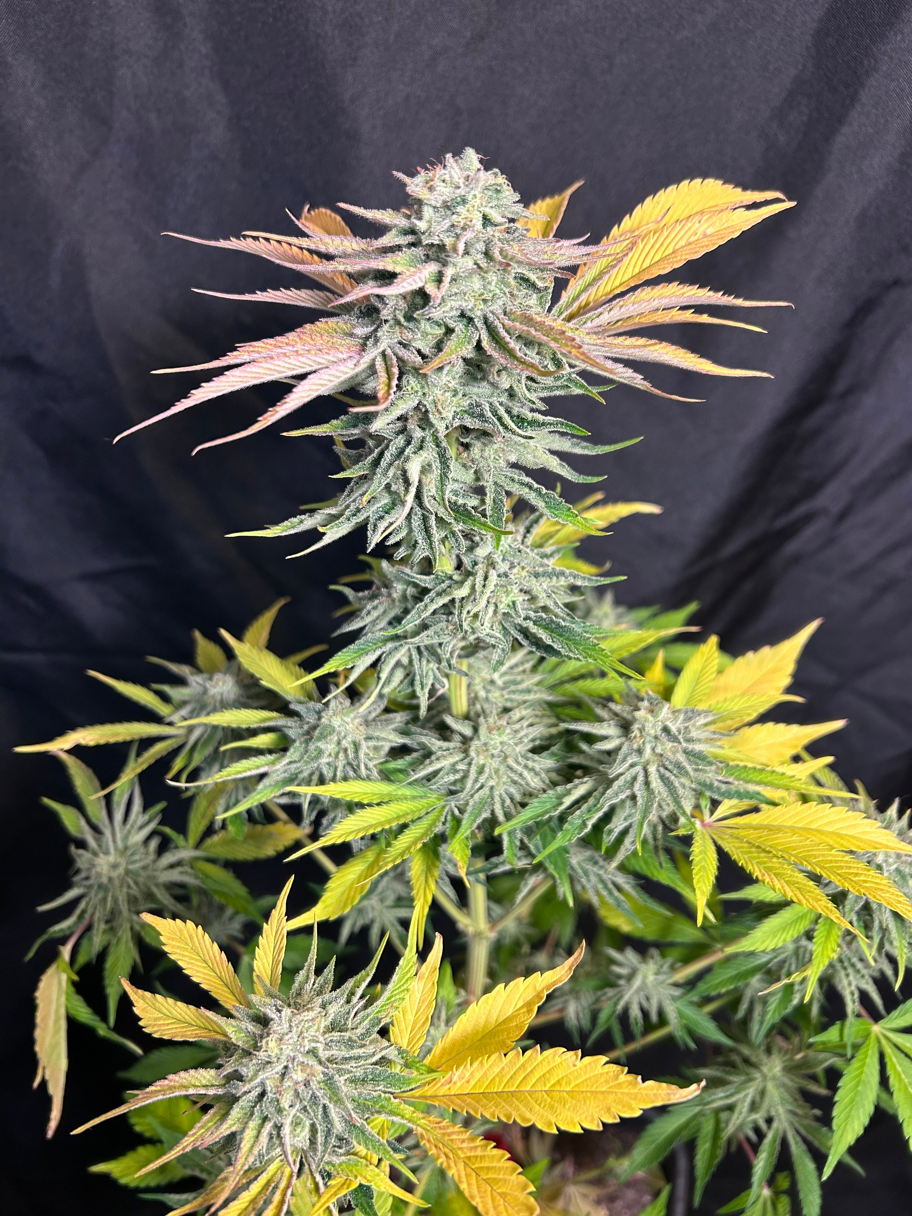Blackberry Fizz (6 Feminized Seeds)