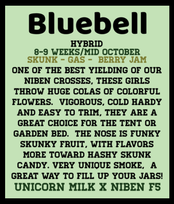 Bluebell (6 Feminized Seeds)