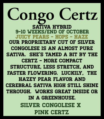 Congo Certz (6 Feminized Seeds)