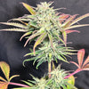 Congo Certz (6 Feminized Seeds)