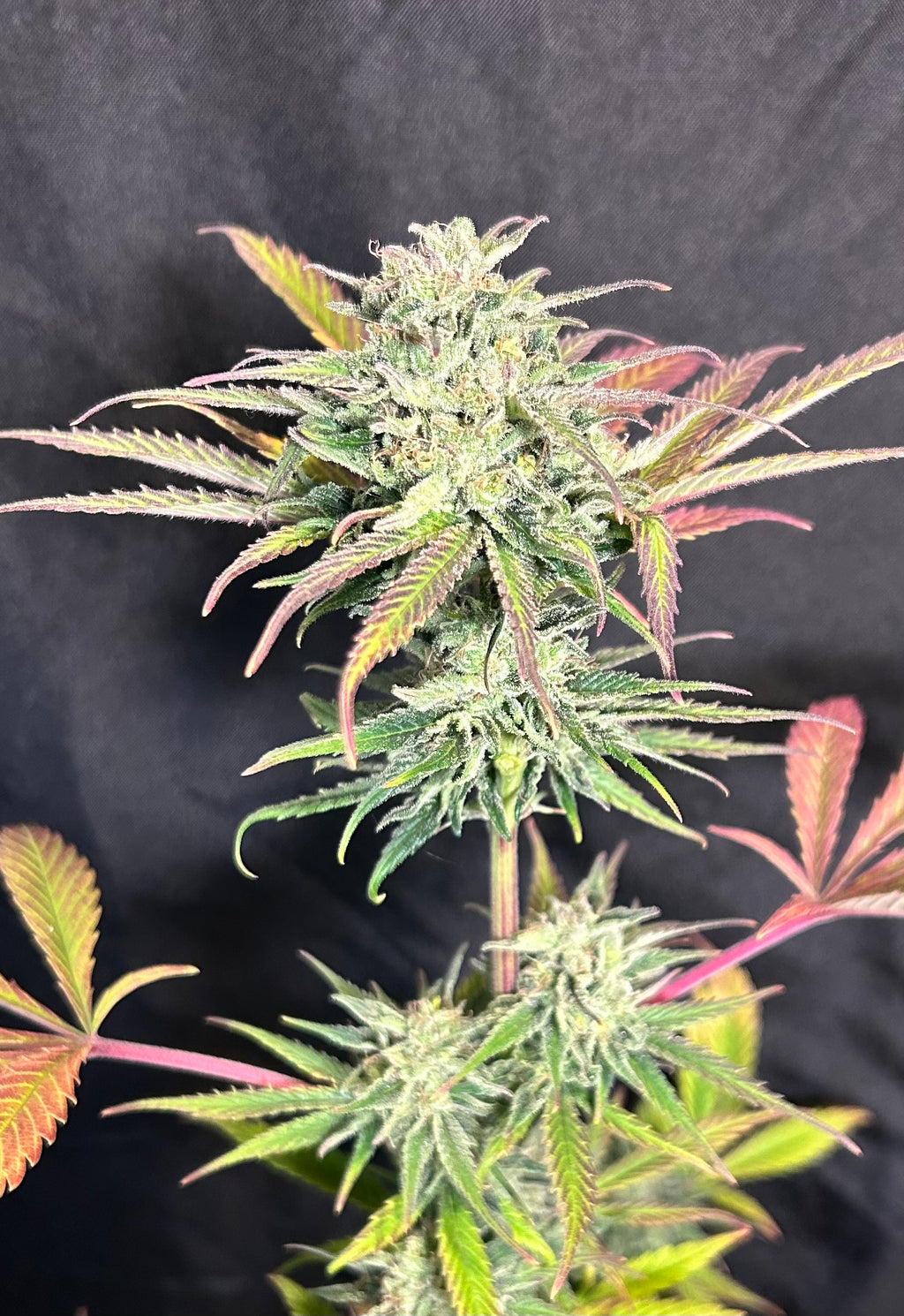 Congo Certz (6 Feminized Seeds)