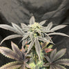 Couchsurfer (6 Feminized Seeds)