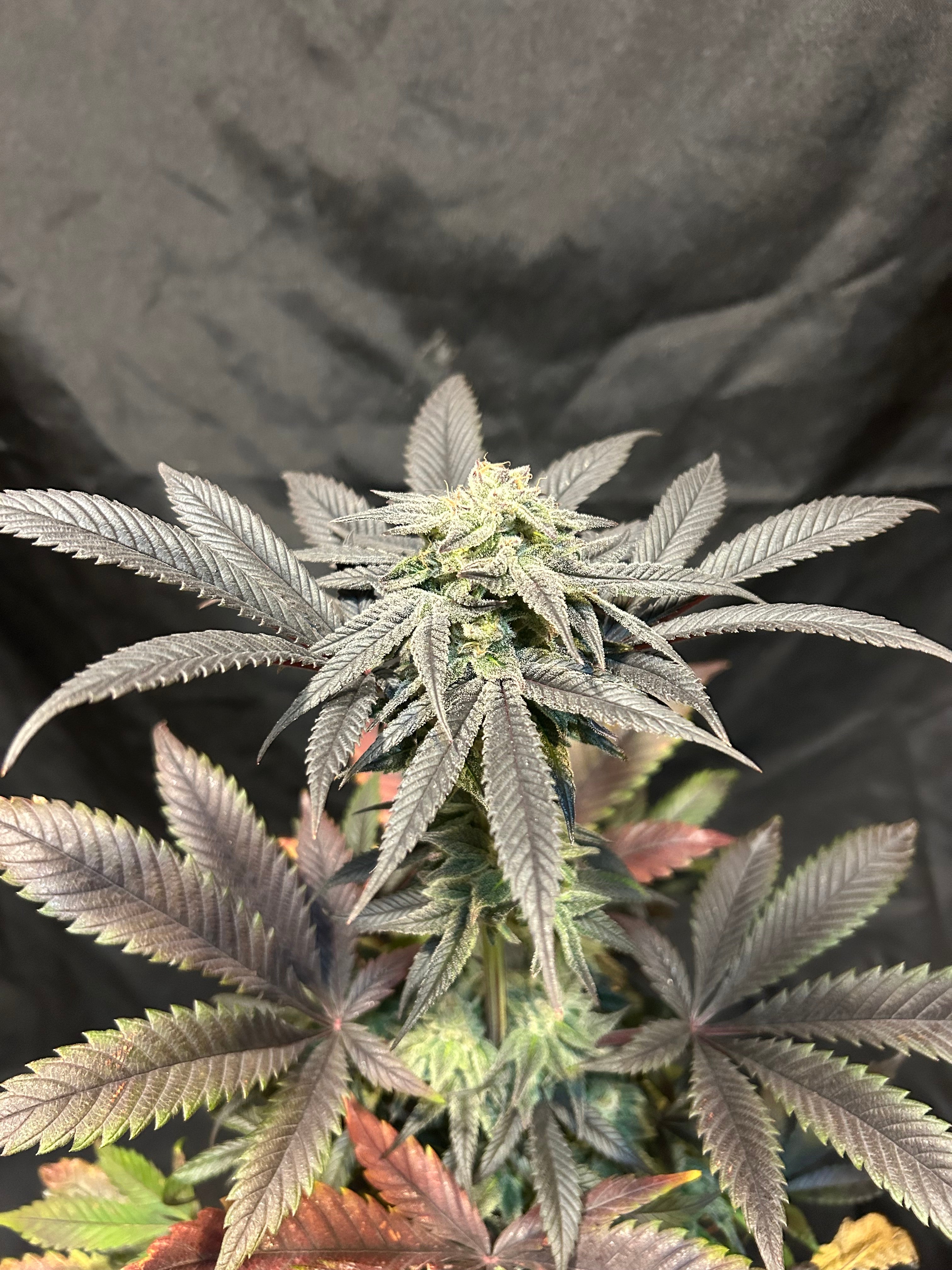Couchsurfer (6 Feminized Seeds)