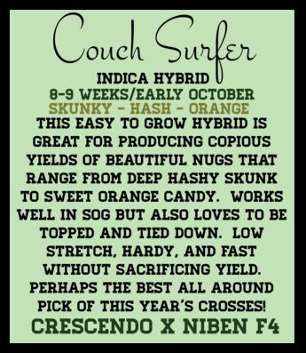 Couchsurfer (6 Feminized Seeds)