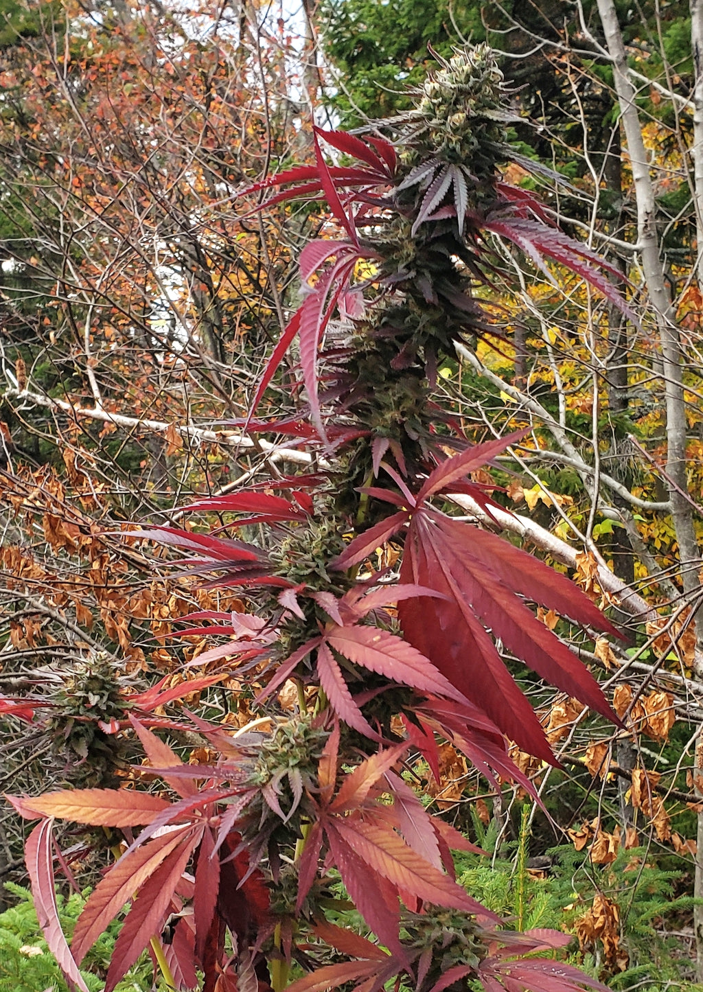 Niben f5 (6 Feminized Seeds)