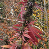 Niben f5 IBL (24 Regular Seeds)