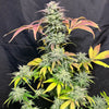 Podunk Kush (6 Feminized Seeds)
