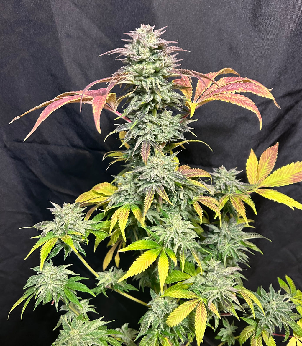 Podunk Kush (6 Feminized Seeds)