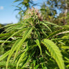 Shakedown (12 Regular Seeds)