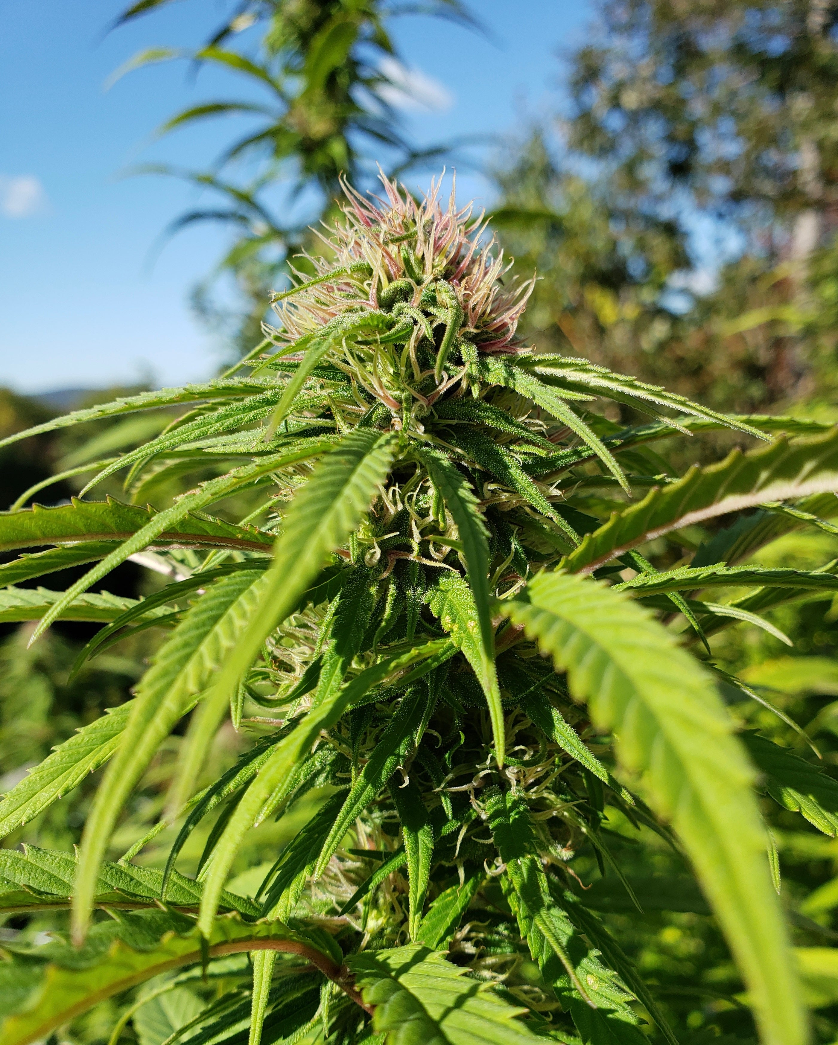 Shakedown (12 Regular Seeds)