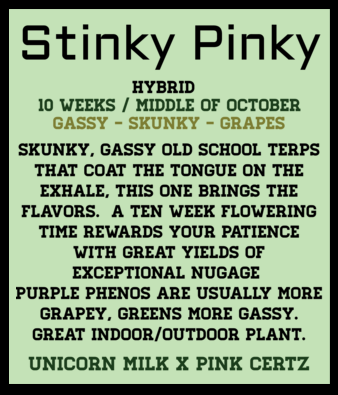 Stinky Pinky (6 Feminized Seeds)